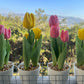 Artificial Tulip Pot